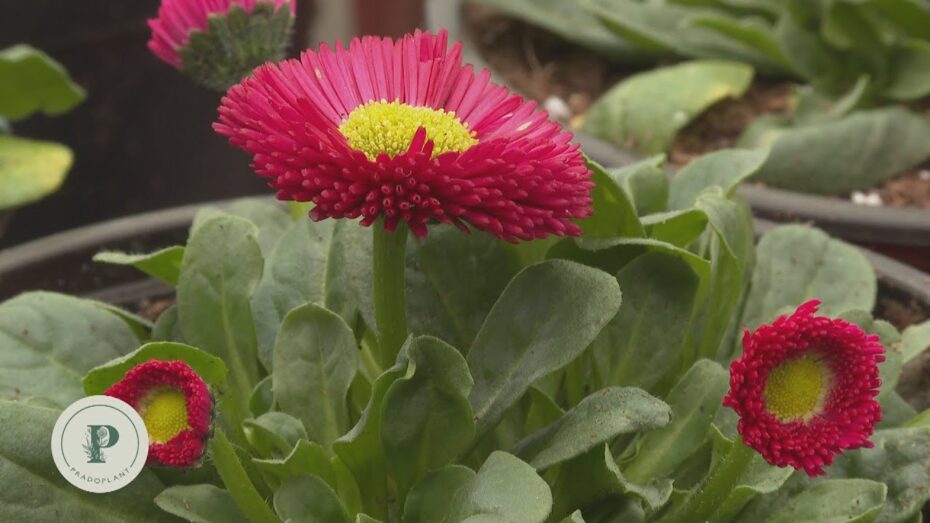 Margarita de los prados (Bellis perennis): Descubre todo sobre esta encantadora planta y su belleza eterna