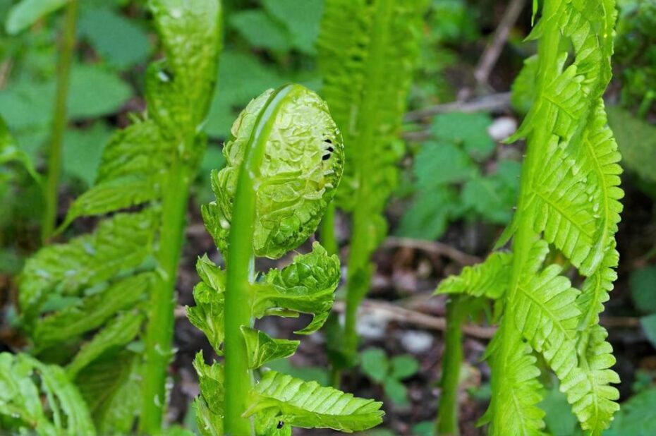 Matteuccia struthiopteris o helecho avestruz
