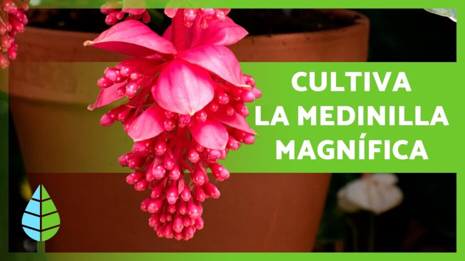 Cuidados de la Medinilla magnifica: todo lo que necesitas saber