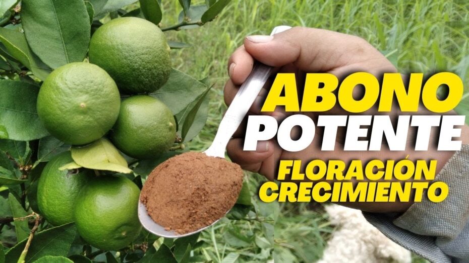 El mejor abono para cítricos: descubre cuál es el ideal para tus plantas.