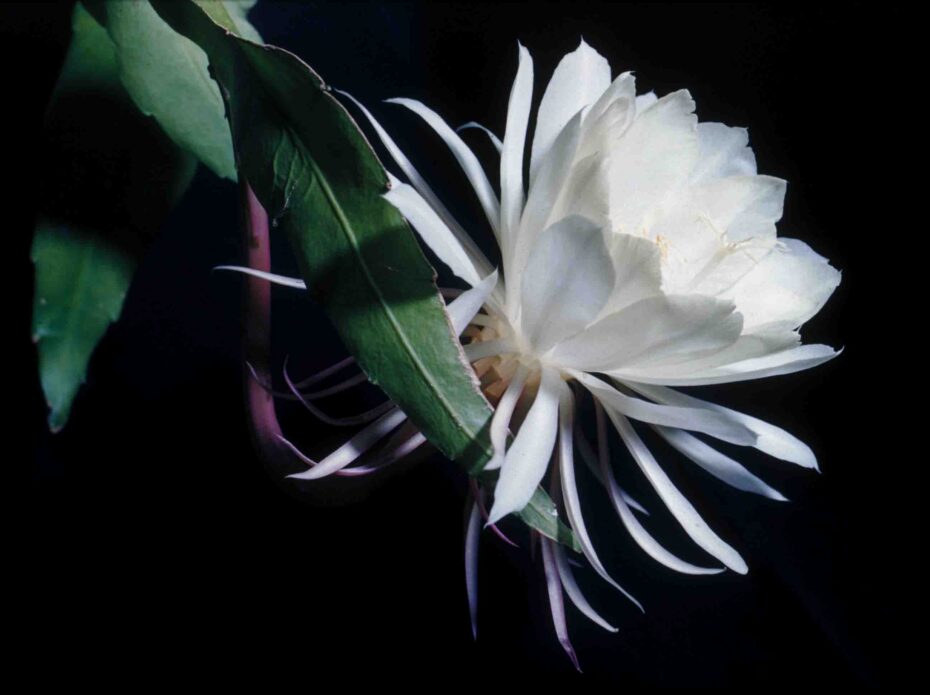 Comparativa de plantas: Dama de noche vs Jazmín - ¿Cuál es la mejor opción?