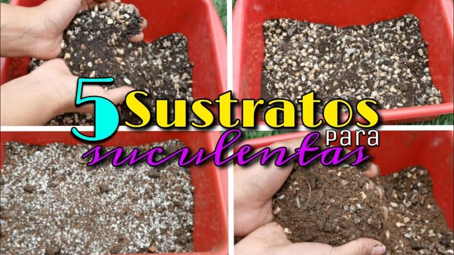 Mejor suelo para cactus y suculentas: Guía completa para un crecimiento saludable