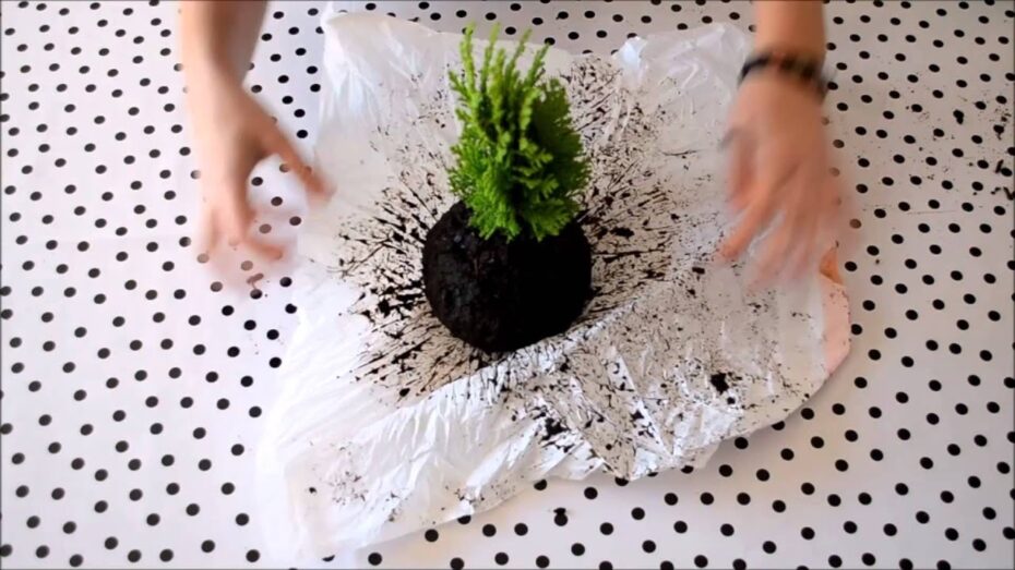 Mejores plantas para hacer kokedamas: descubre cuáles son las ideales
