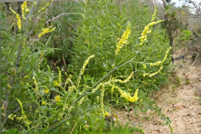 Meliloto (Melilotus officinalis)