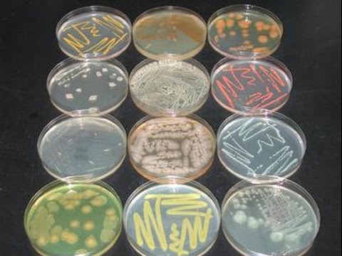 Microorganismos del suelo: Descubre la fascinante vida botánica que se esconde bajo tus pies