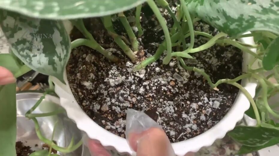 Plagas de Moho Blanco en la Tierra de las Plantas: Guía Completa para su Prevención y Eliminación