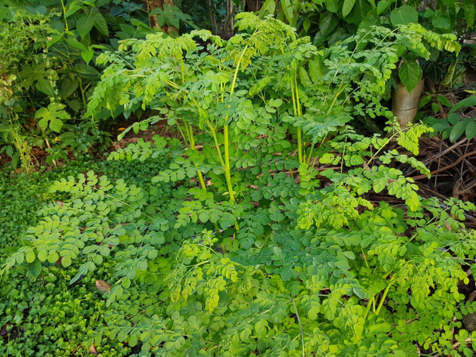 Moringa (Moringa oleifera): Descubre los increíbles beneficios de esta planta en tu salud y bienestar