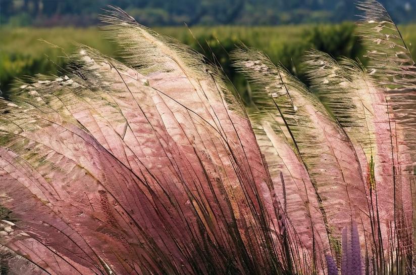 Muhlenbergia capillaris