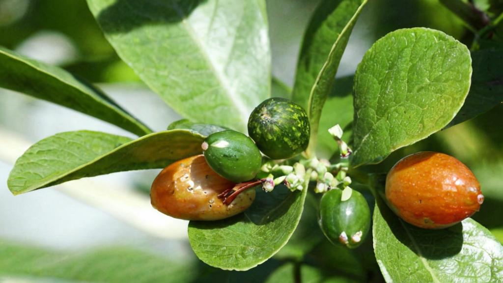 Murraya paniculata, un pequeño árbol ornamental que te sorprenderá