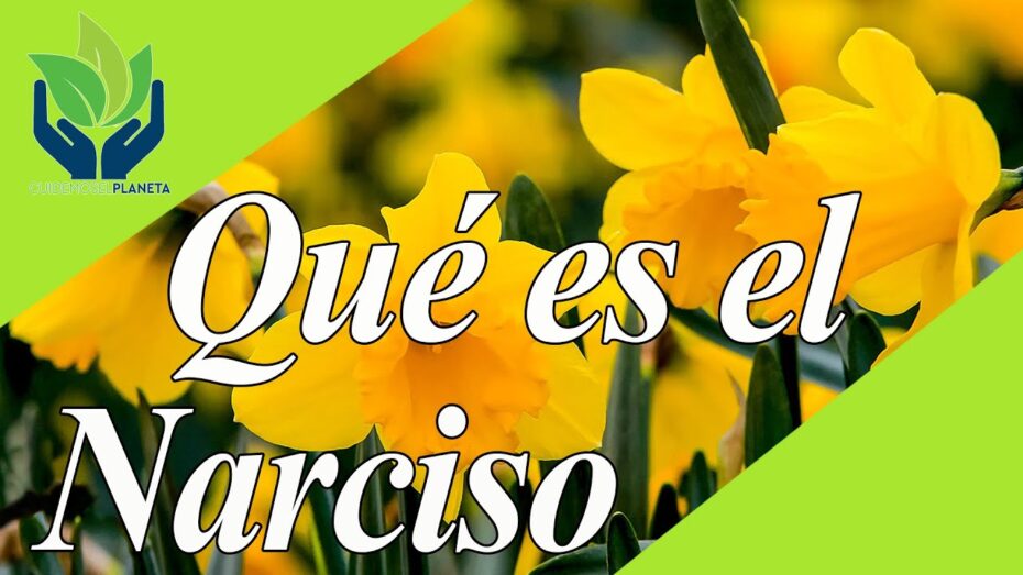 Cultivo y significado de los narcisos amarillos: todo lo que debes saber