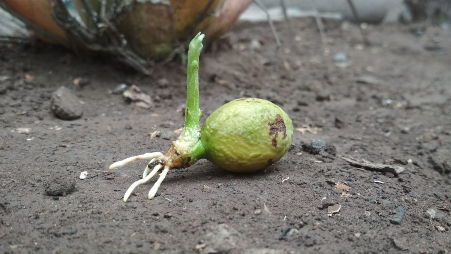Germinación de semillas: Descubre qué necesitan para crecer