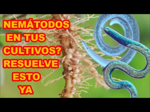 Nemátodos del suelo: Todo lo que necesitas saber sobre estas plagas en las plantas