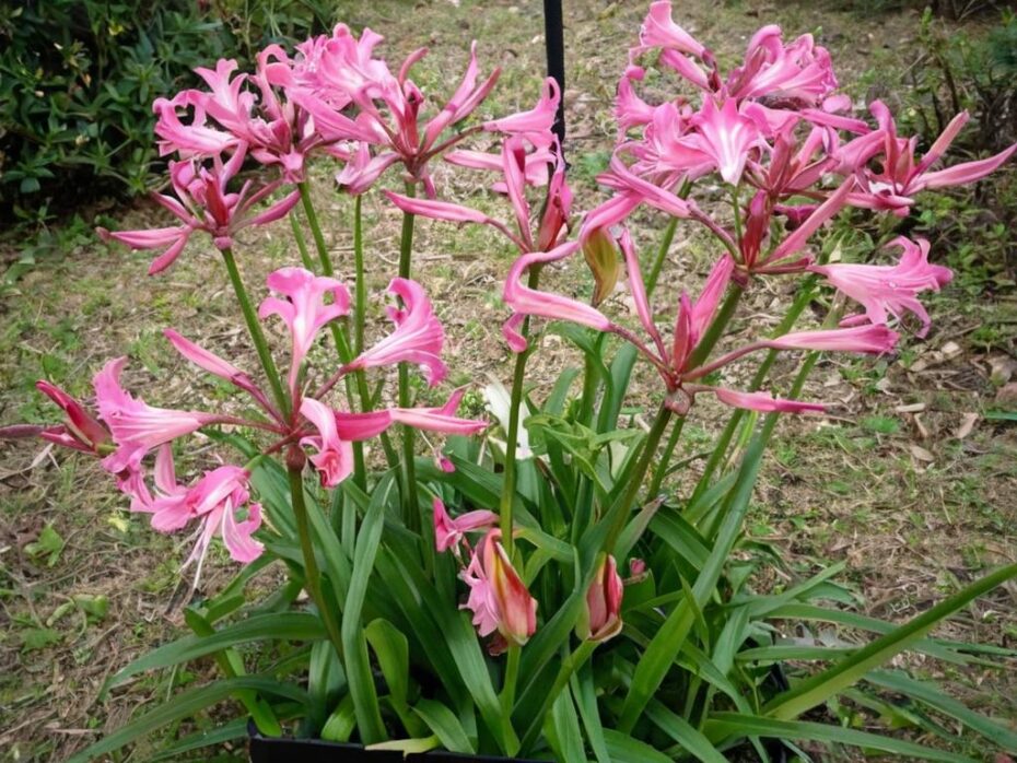 Nerine: lo que debes saber sobre sus características y cuidados
