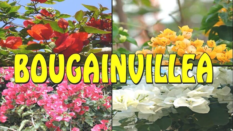 Bugambilia: Descubre los nombres comunes de esta planta en español