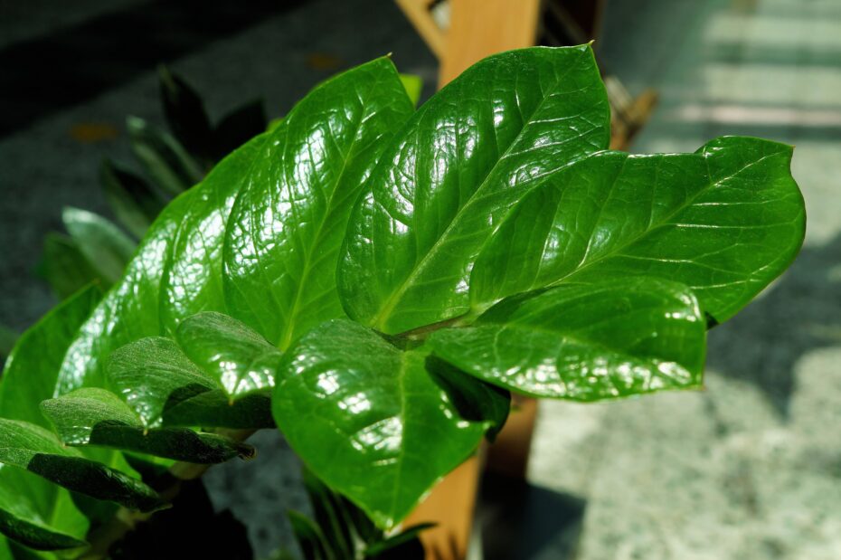 Plantas de hojas rojas y verdes: Descubre los nombres y características