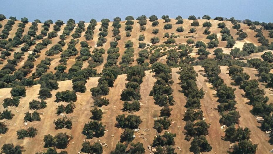 Olivar en seto: innovación y sostenibilidad en el campo