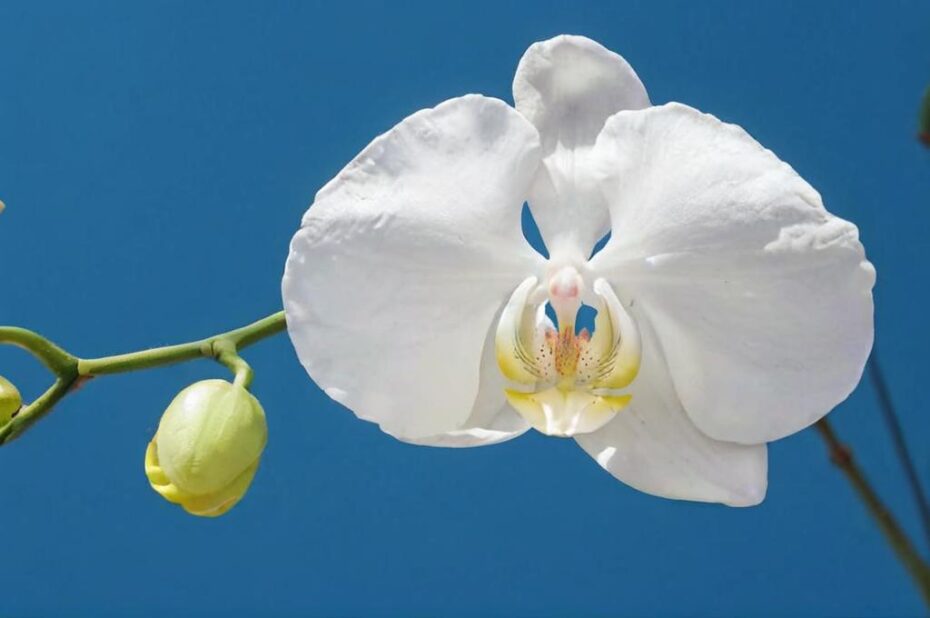 Orquídea luna (Phalaenopsis amabilis)