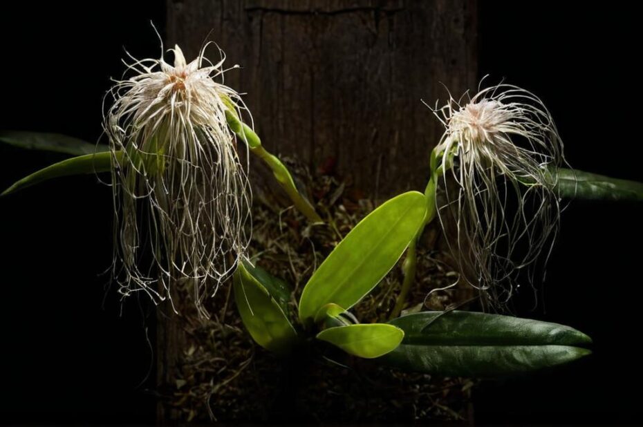 Orquídea medusa