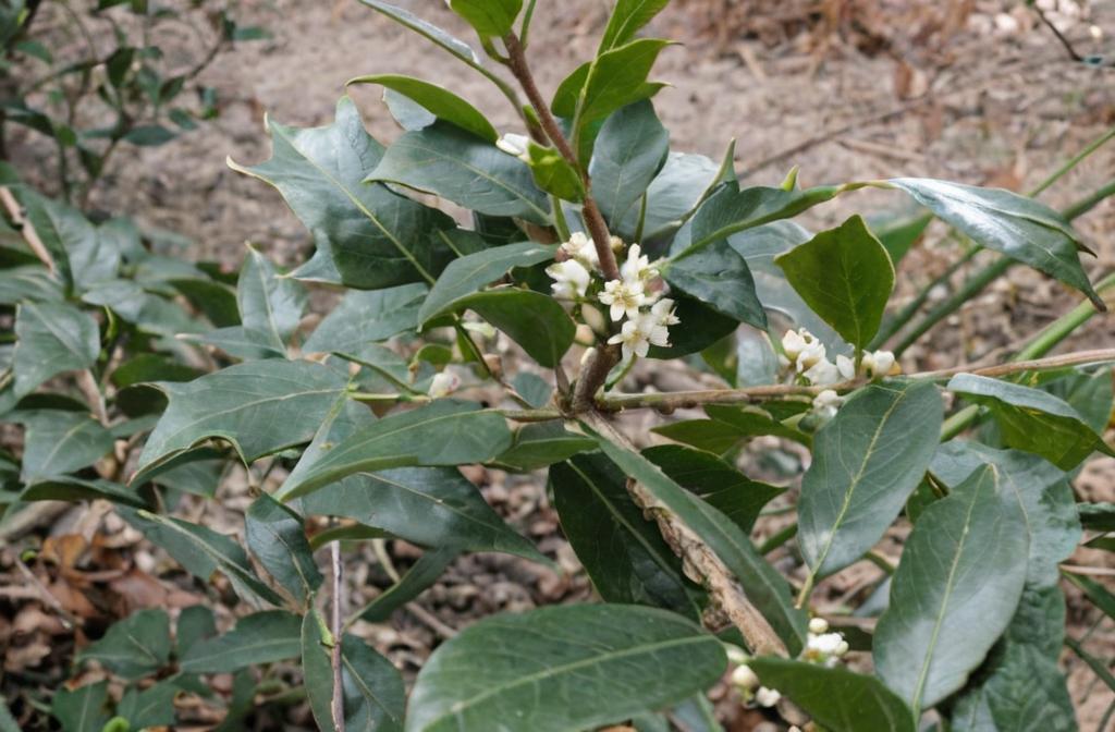 Osmanthus heterophyllus: características principales y cuidados