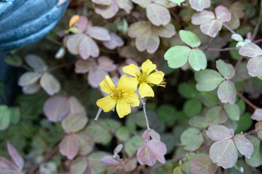 Oxalis spiralis: características y los mejores cuidados para ella
