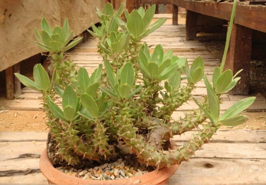 Pachypodium horombense: planta perenne de flor amarilla