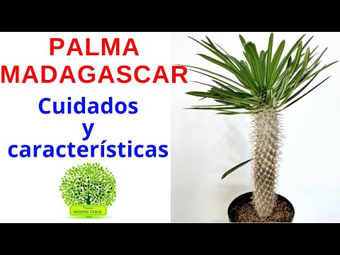 Cuidados del Pachypodium lamerei: todo lo que debes saber