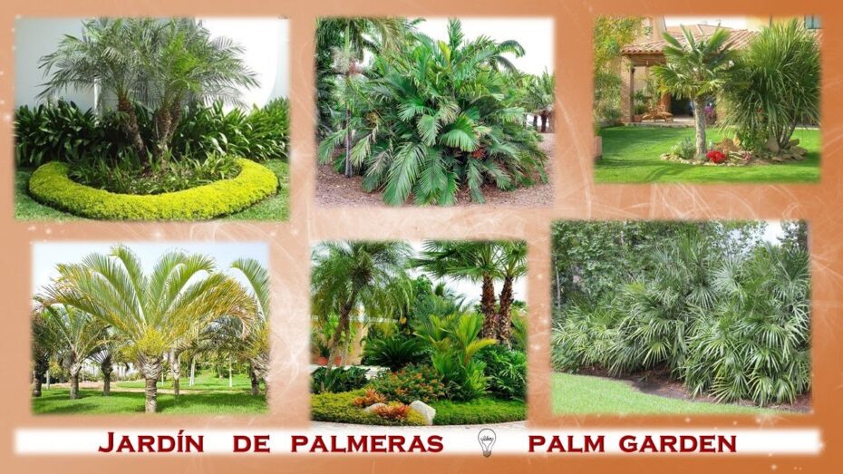 Palmeras ideales para un jardín tropical en España