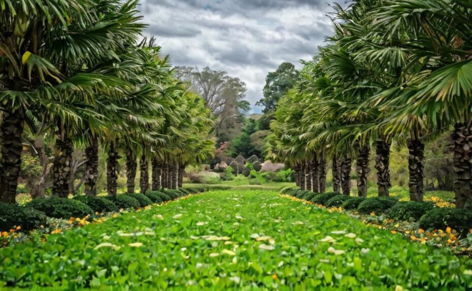 Palmeras naturales de exterior: cómo hacerte con las mejores