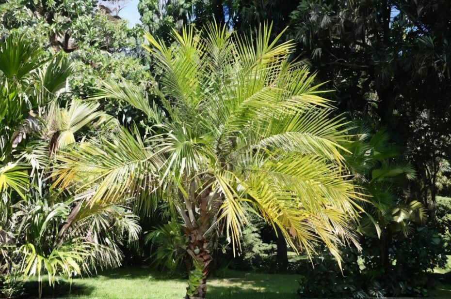 Palmeras pequeñas