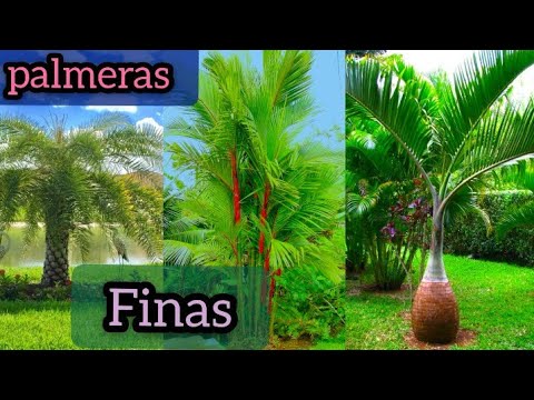 Palmeras pequeñas: Descubre las especies más populares y consejos para su cuidado