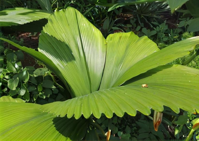 Palmeras: todo sobre estas plantas