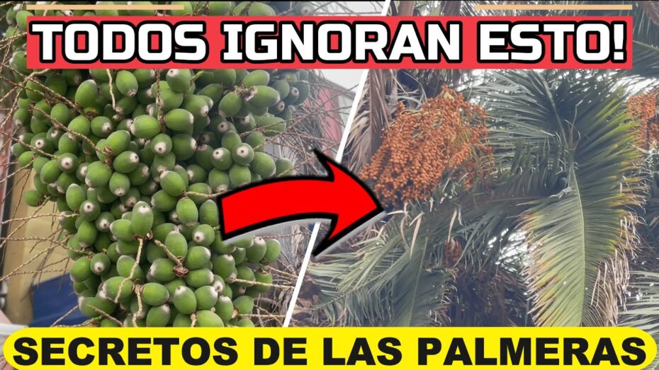 Raras y bonitas palmeras tropicales: descubre estas especies exóticas
