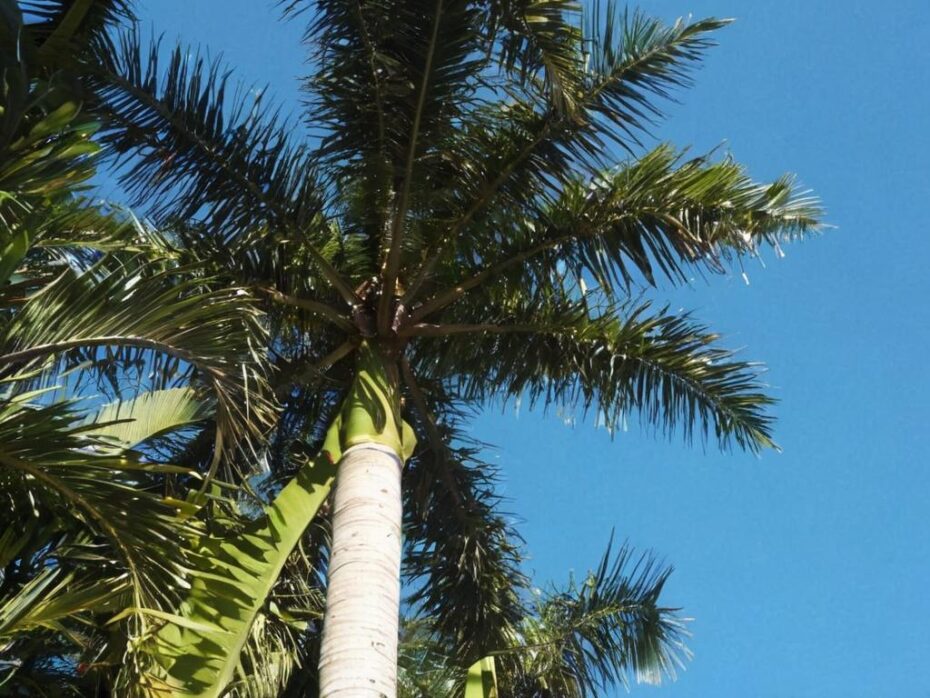 Palmeras tropicales raras y bonitas
