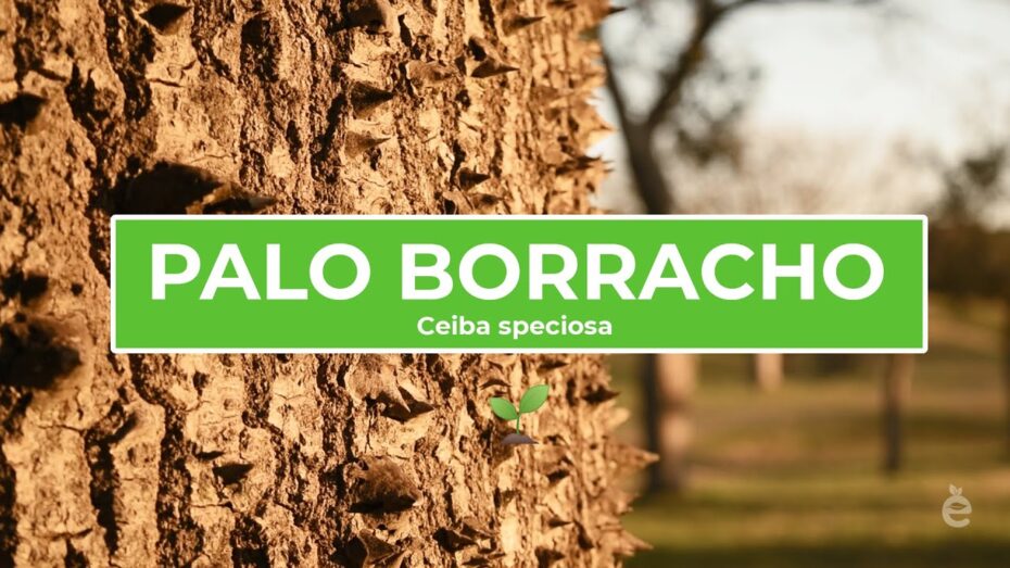 Cuidados del palo borracho: todo lo que necesitas saber