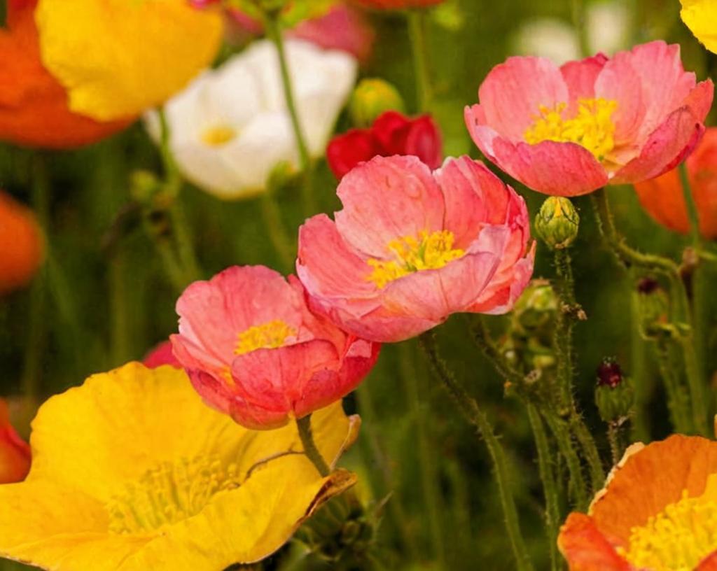 Papaver Nudicaule o Amapola de Islandia