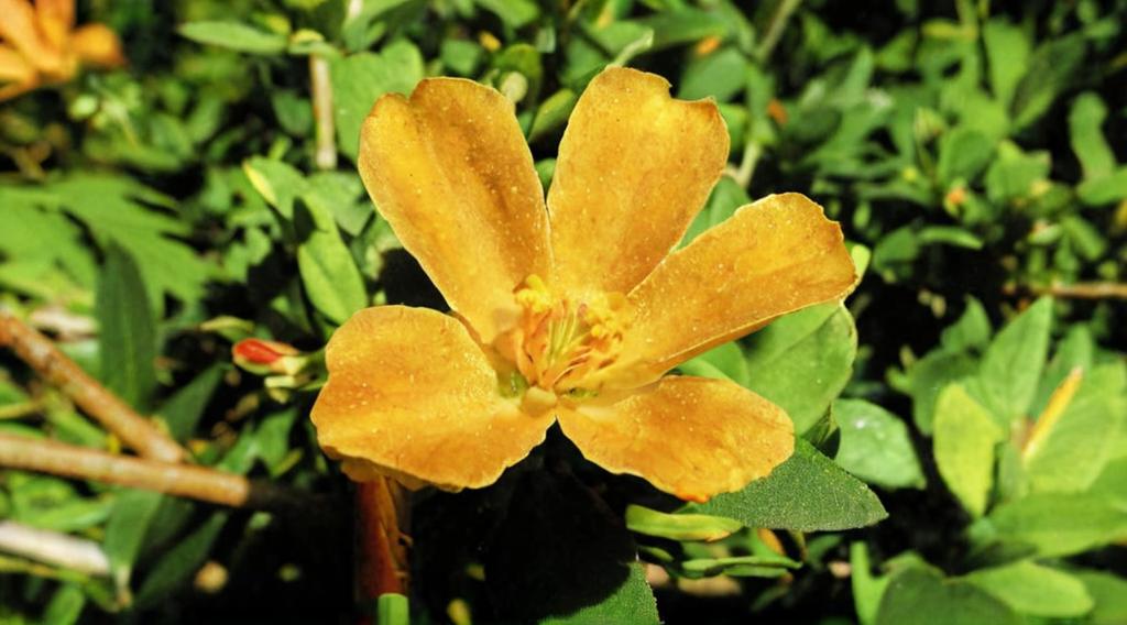 Para qué sirve la Portulaca grandiflora o uña de gato