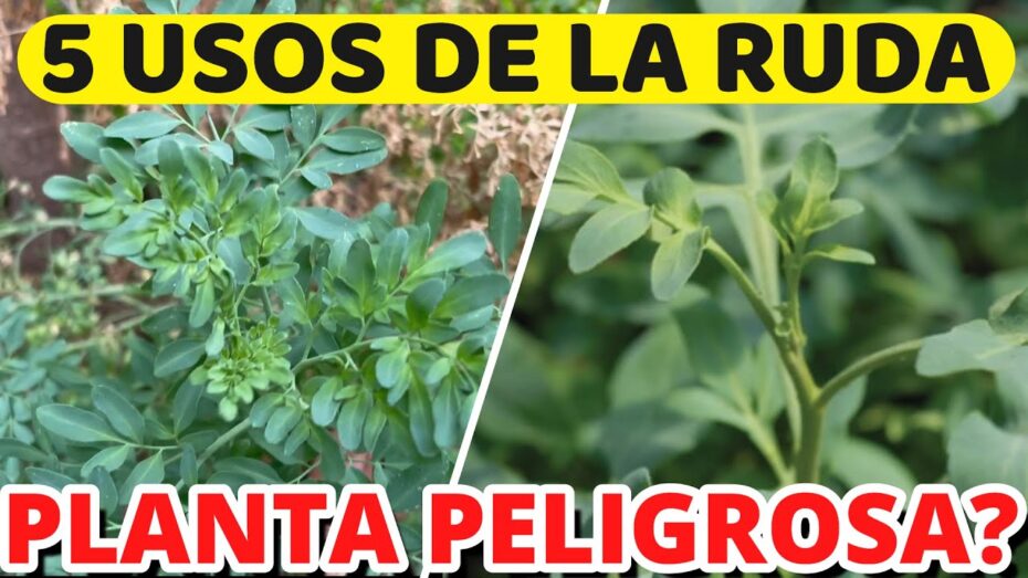 Beneficios de la ruda en la casa: descubre para qué sirve esta planta