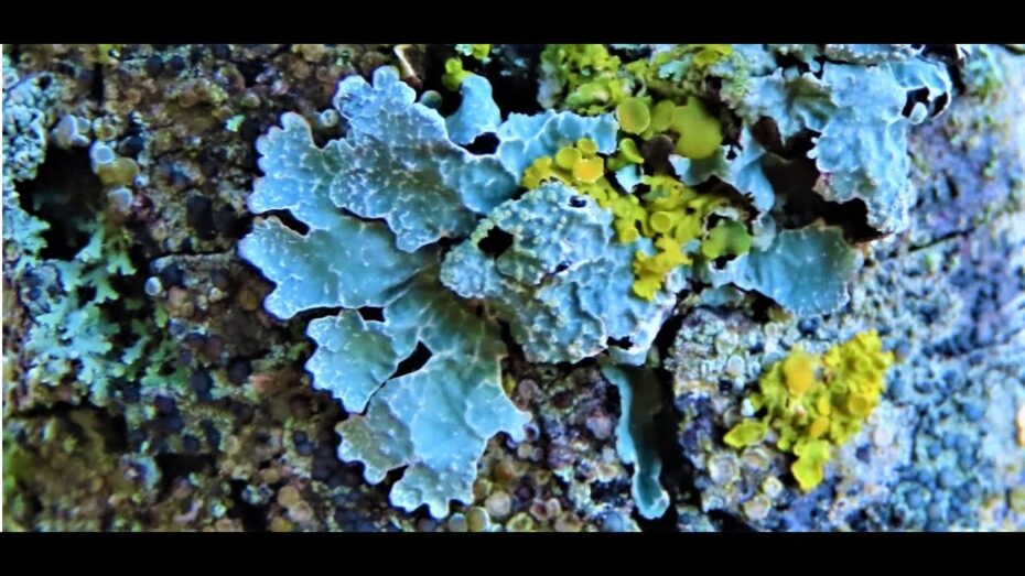Parmelia tiliacea: Descubre las propiedades y usos de esta planta en la botánica