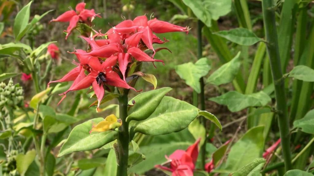 Pedilanthus, la “columna vertebral del diablo” que te sorprenderá con su belleza