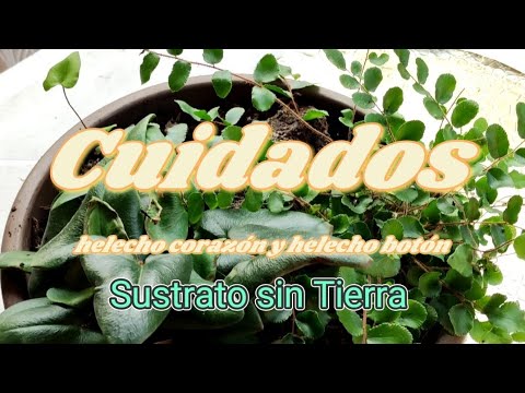 Cuidados del helecho botón Pellaea rotundifolia: todo lo que necesitas saber