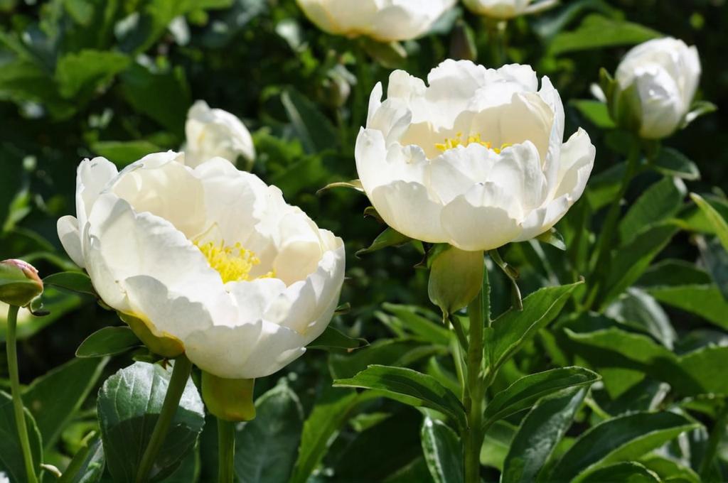 Peonias blancas: características y significado