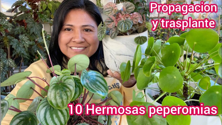 Peperomia: Descubre todo sobre esta fascinante planta y su cuidado