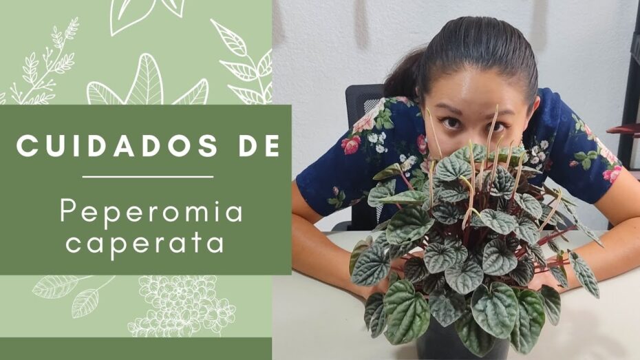 Peperomia caperata: Descubre todo sobre esta fascinante planta y su cuidado