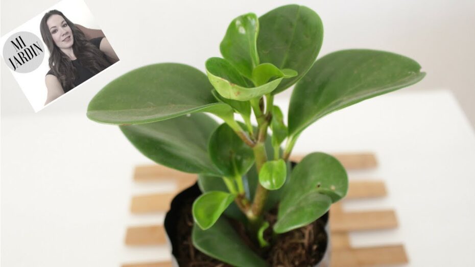 Peperomia obtusifolia: La guía completa sobre esta planta de interior