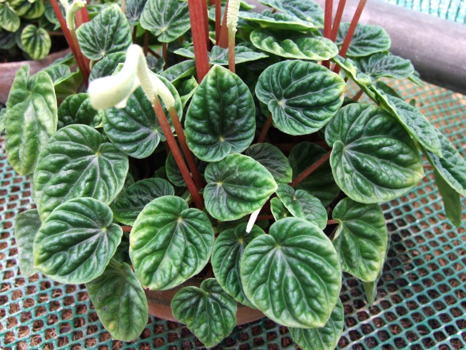 Tipos de Peperomia: Descubre la diversidad de esta planta en un solo lugar