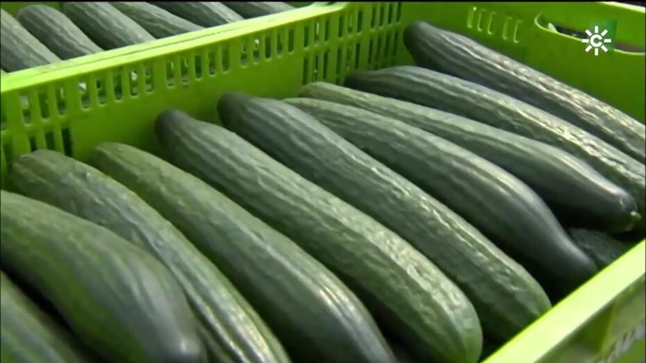 Pepino holandés: Todo lo que necesitas saber sobre esta planta de la familia de las cucurbitáceas