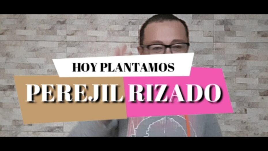 Cultivo y usos del perejil rizado: todo lo que debes saber