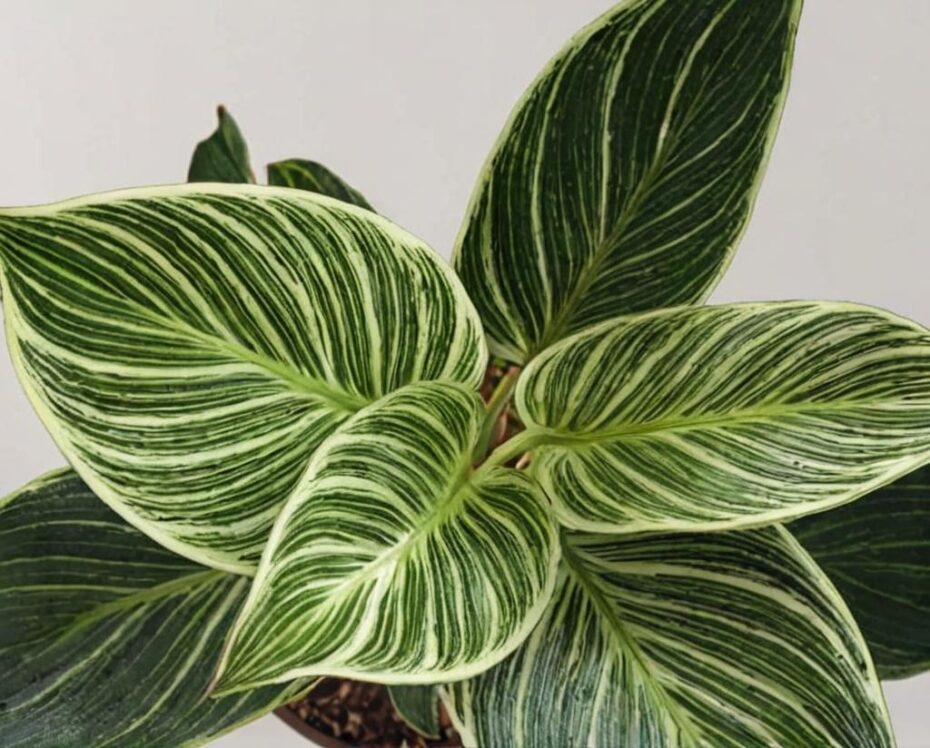 Philodendron birkin: características principales y cuidados