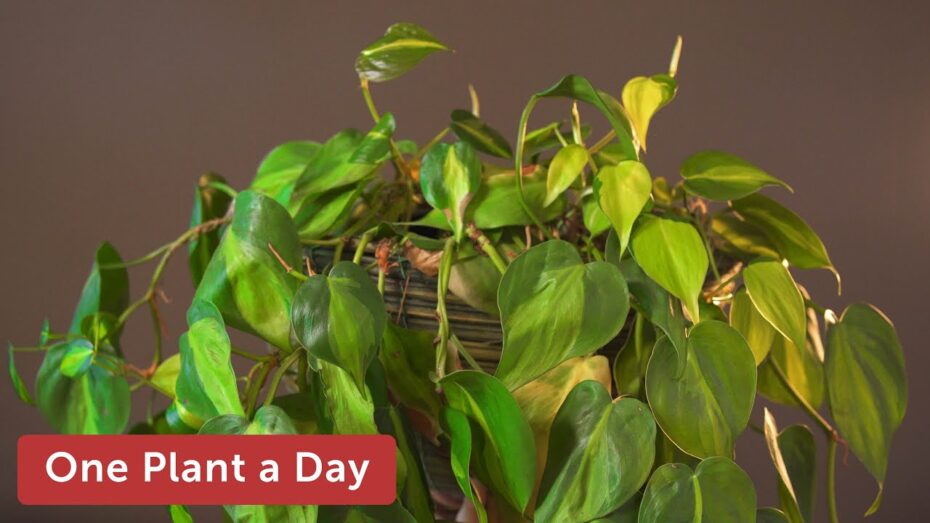 Philodendron hederaceum: Todo lo que necesitas saber sobre esta planta de interior