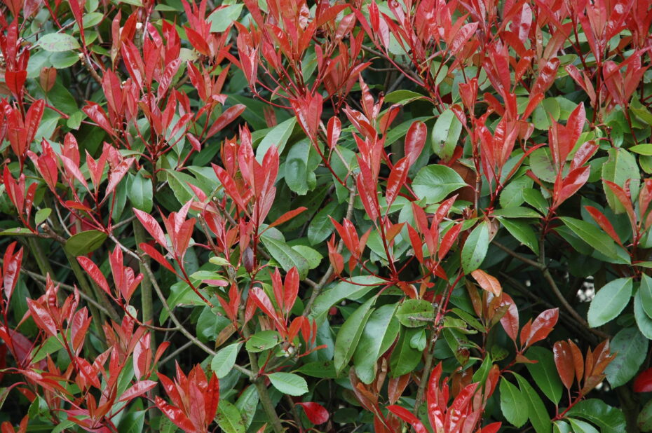 Photinia fraseri: Todo lo que necesitas saber sobre esta planta y su cuidado